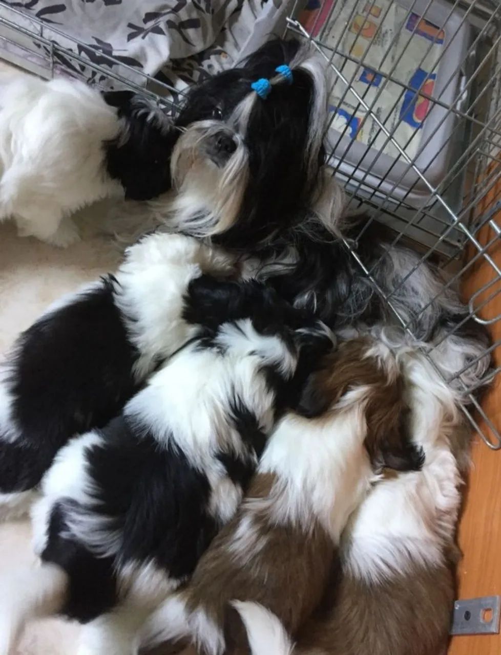 Filhotes Shih Tzu - Lindos e Carinhosos