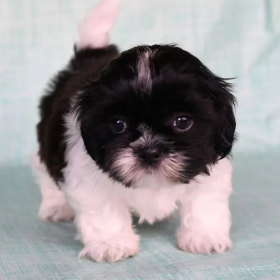 Shih Tzu - filhotes de porte pequenos e elegantes