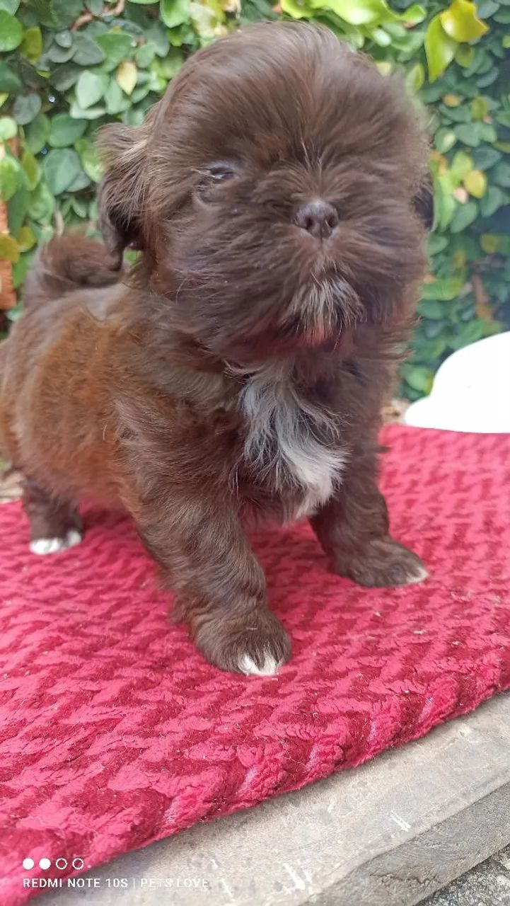 Filhote Shih Tzu fêmea  - Chocolate - Foto 2
