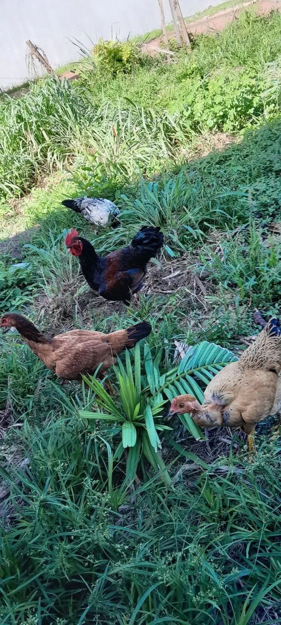 Vendo essas Galinhas - Foto 3