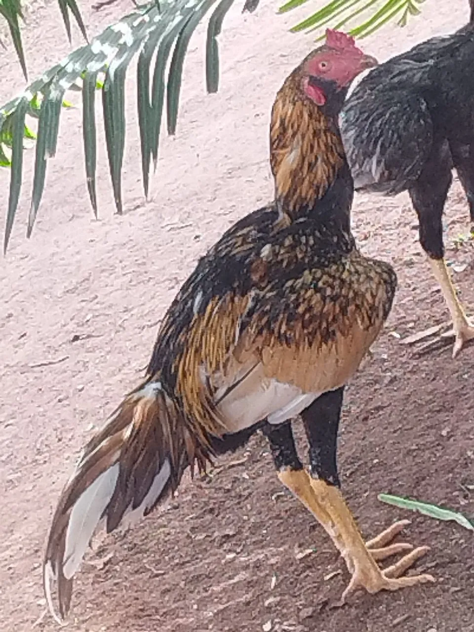 Frango indio