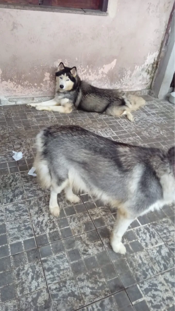 Husky Siberiano casal