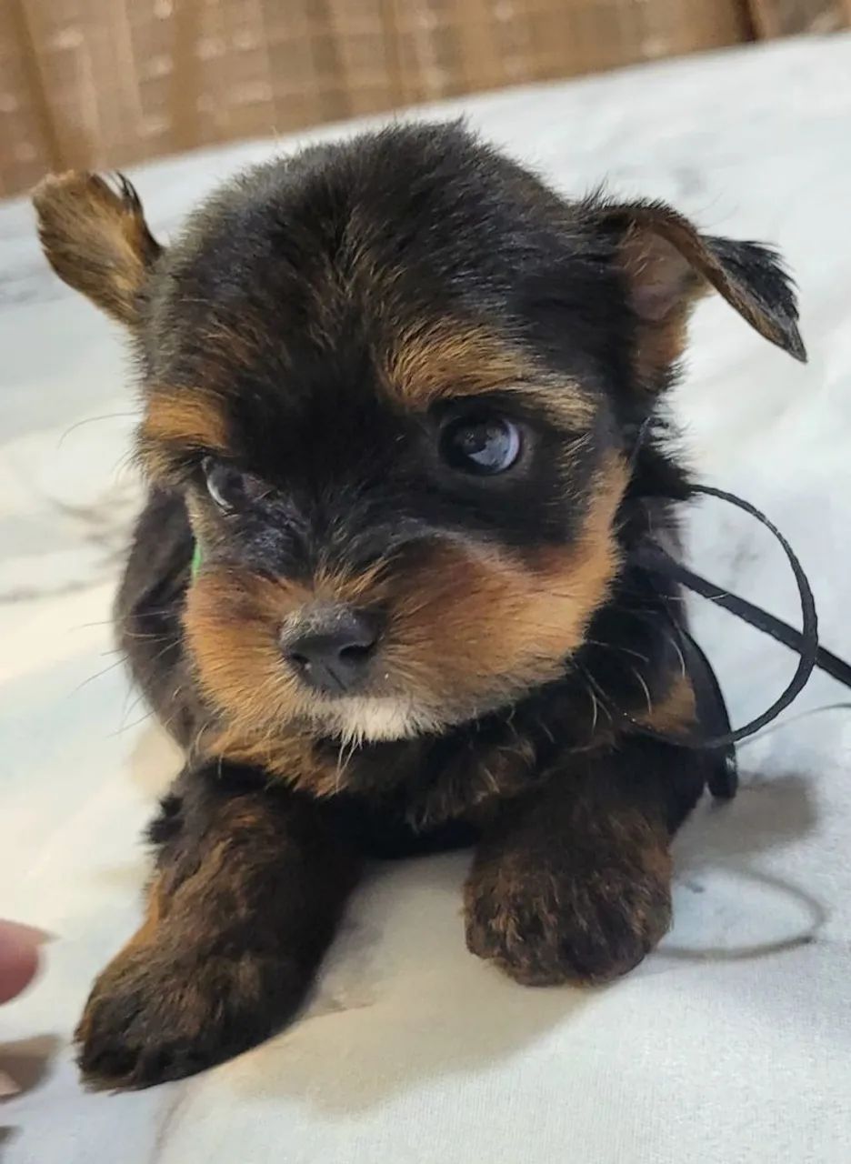 Filhote de Yorkshire Terrier com 41 dias Macho