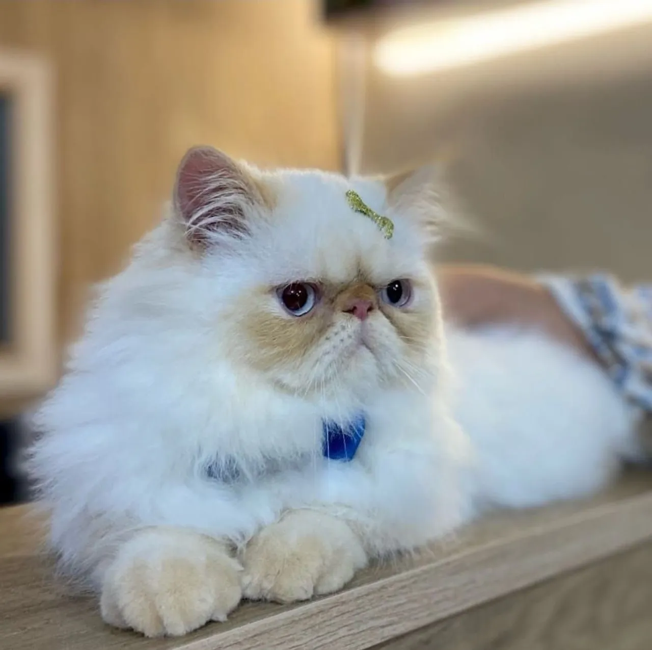 Gato Persa Exótico - Pelúcia de Encantos!$3,000