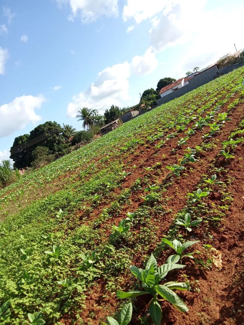 Terreno no sítio oitizeiro a 6km de Arapiraca