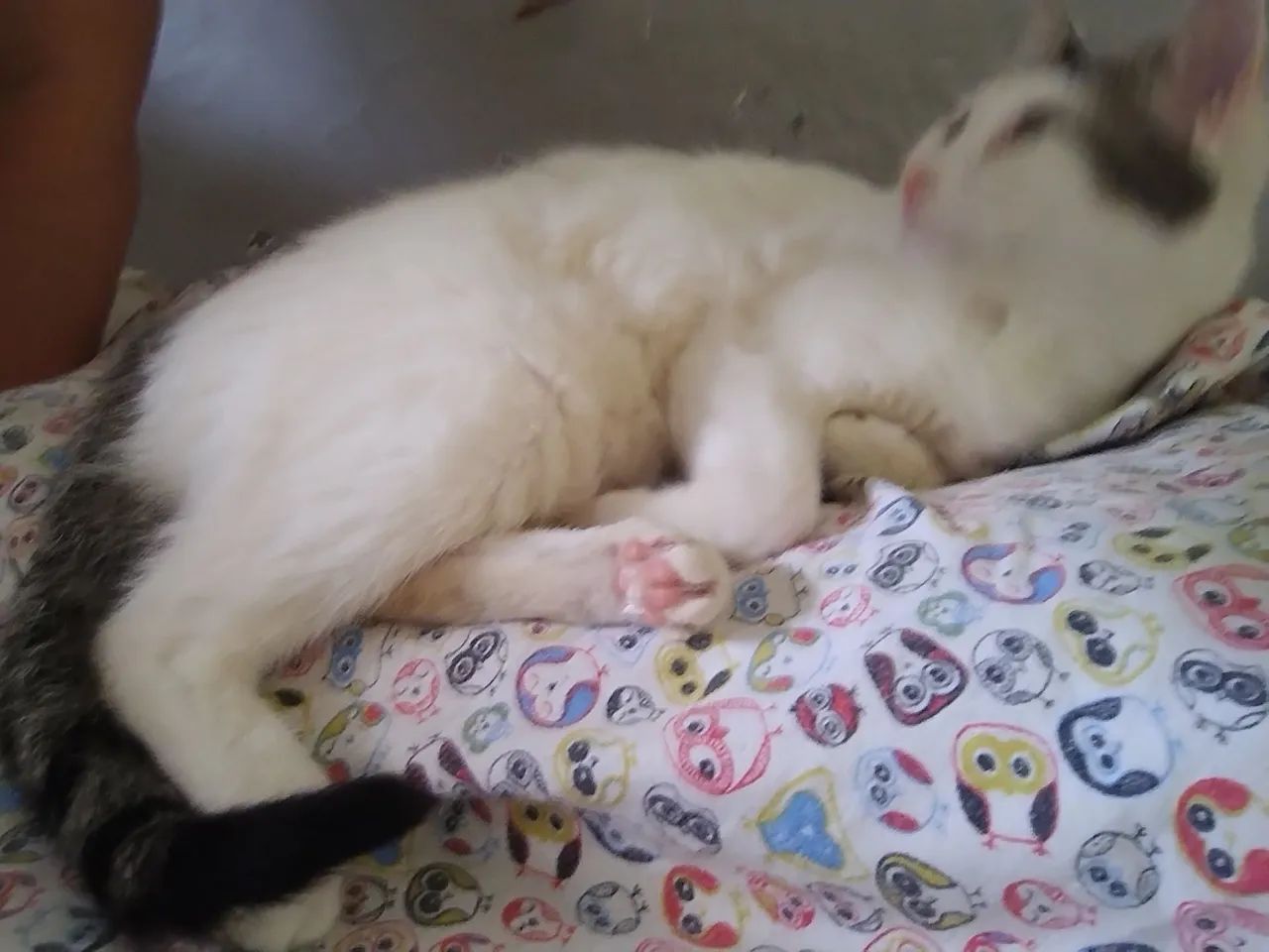 Doação gata castrada  - Foto 3