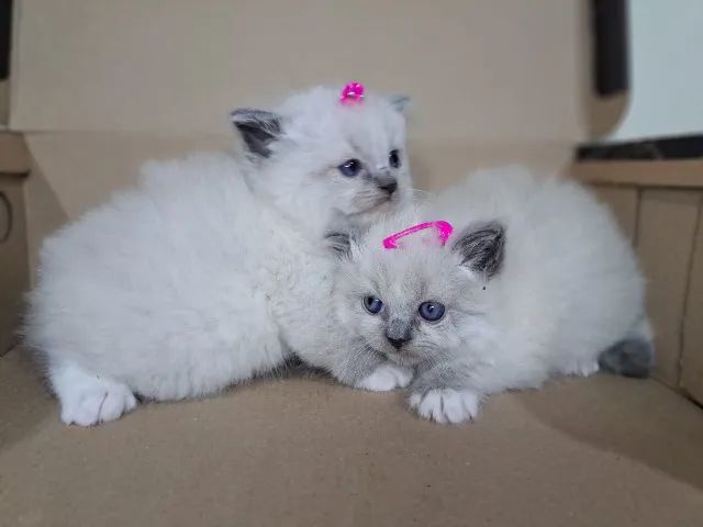 Filhotes gatinhos Ragdoll e Persas - Foto 2