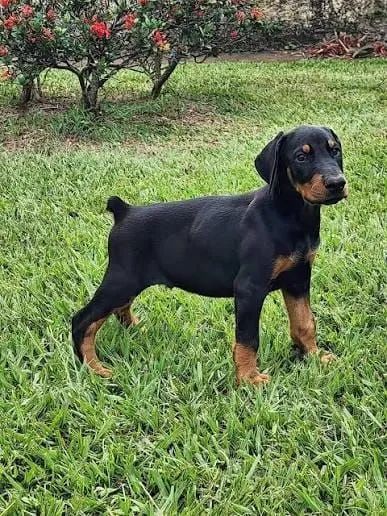 Doberman casal