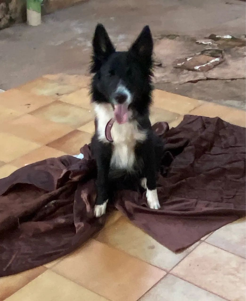 Border collie fêmea  - Foto 3