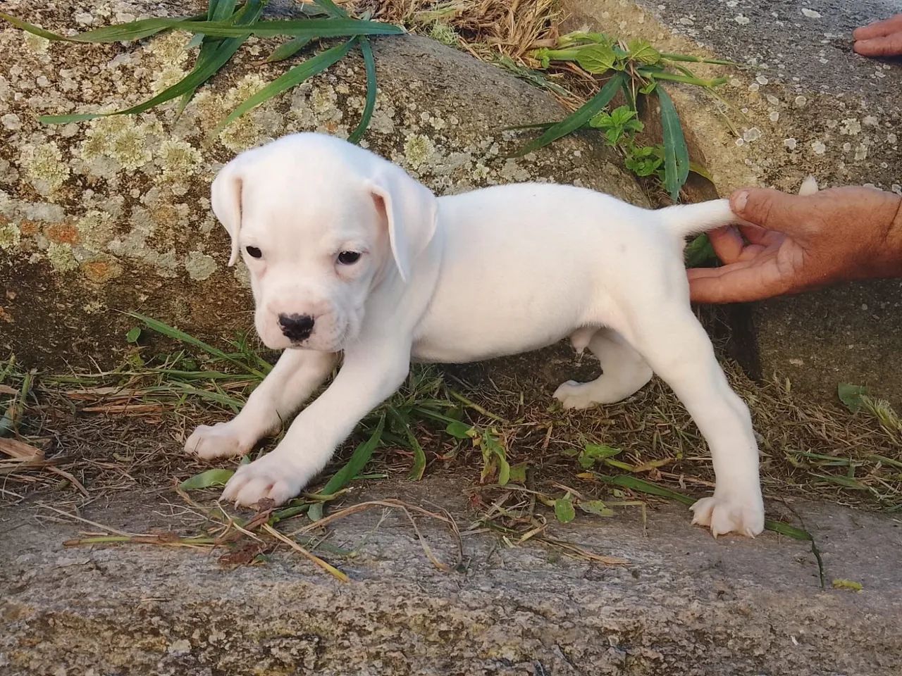 Boxer branco  - Foto 3