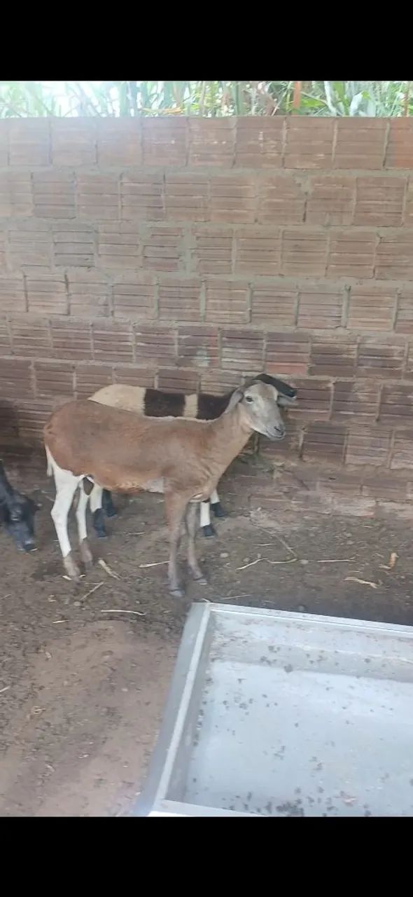 Ovelhas 