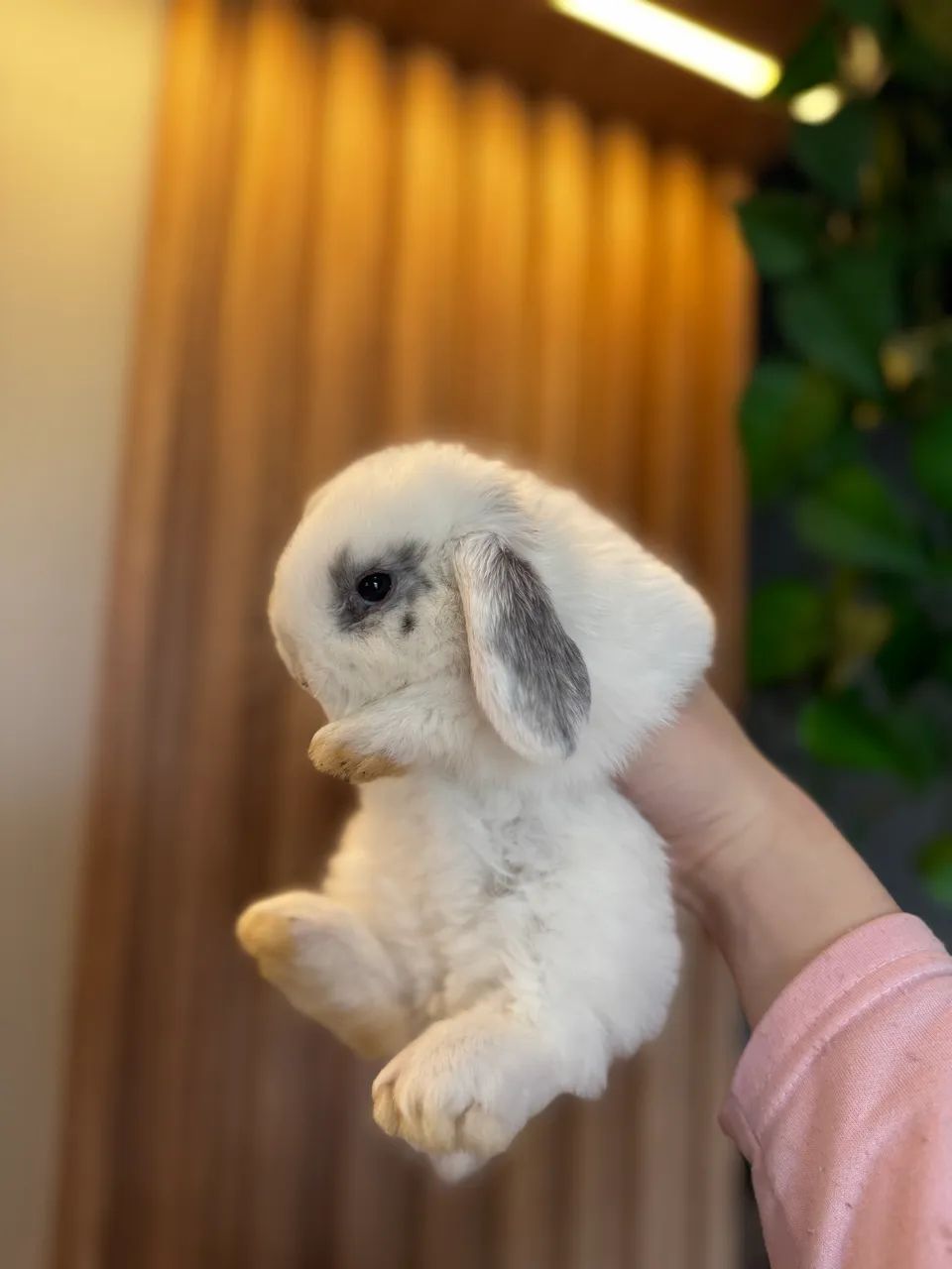 Filhotes de coelho Mini Lop - Foto 3