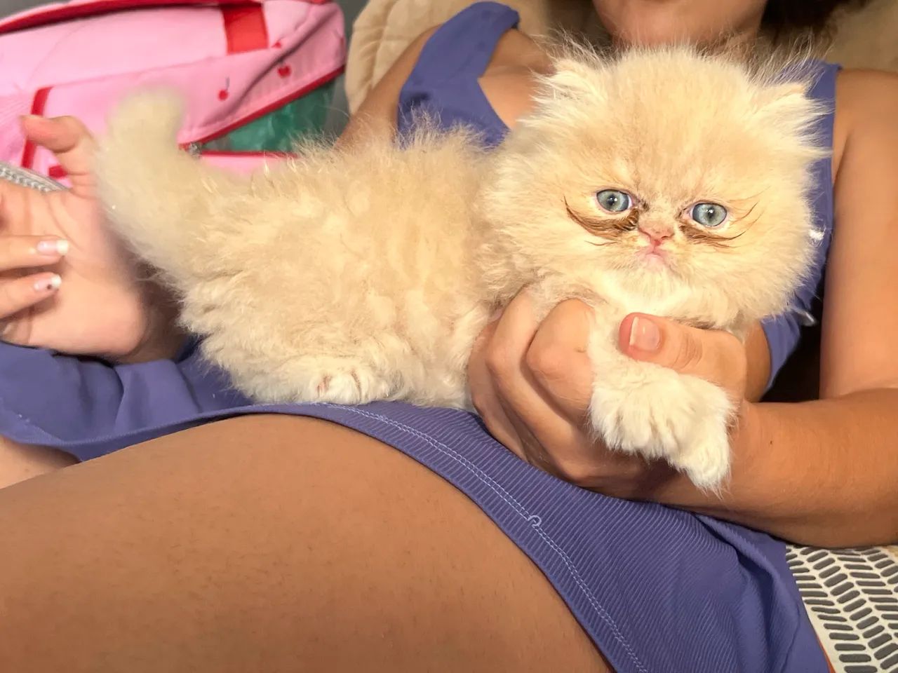 Gatinhos persa - Foto 2