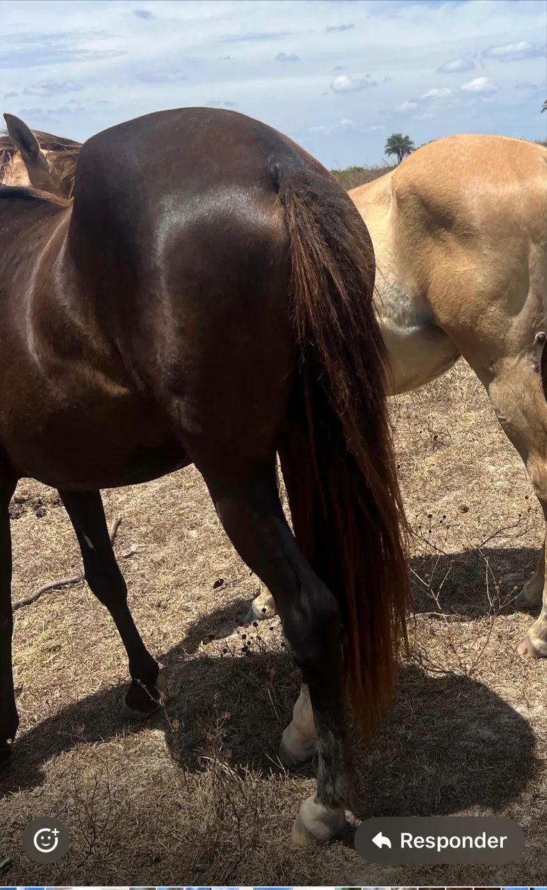 Potra manga larga - Foto 3