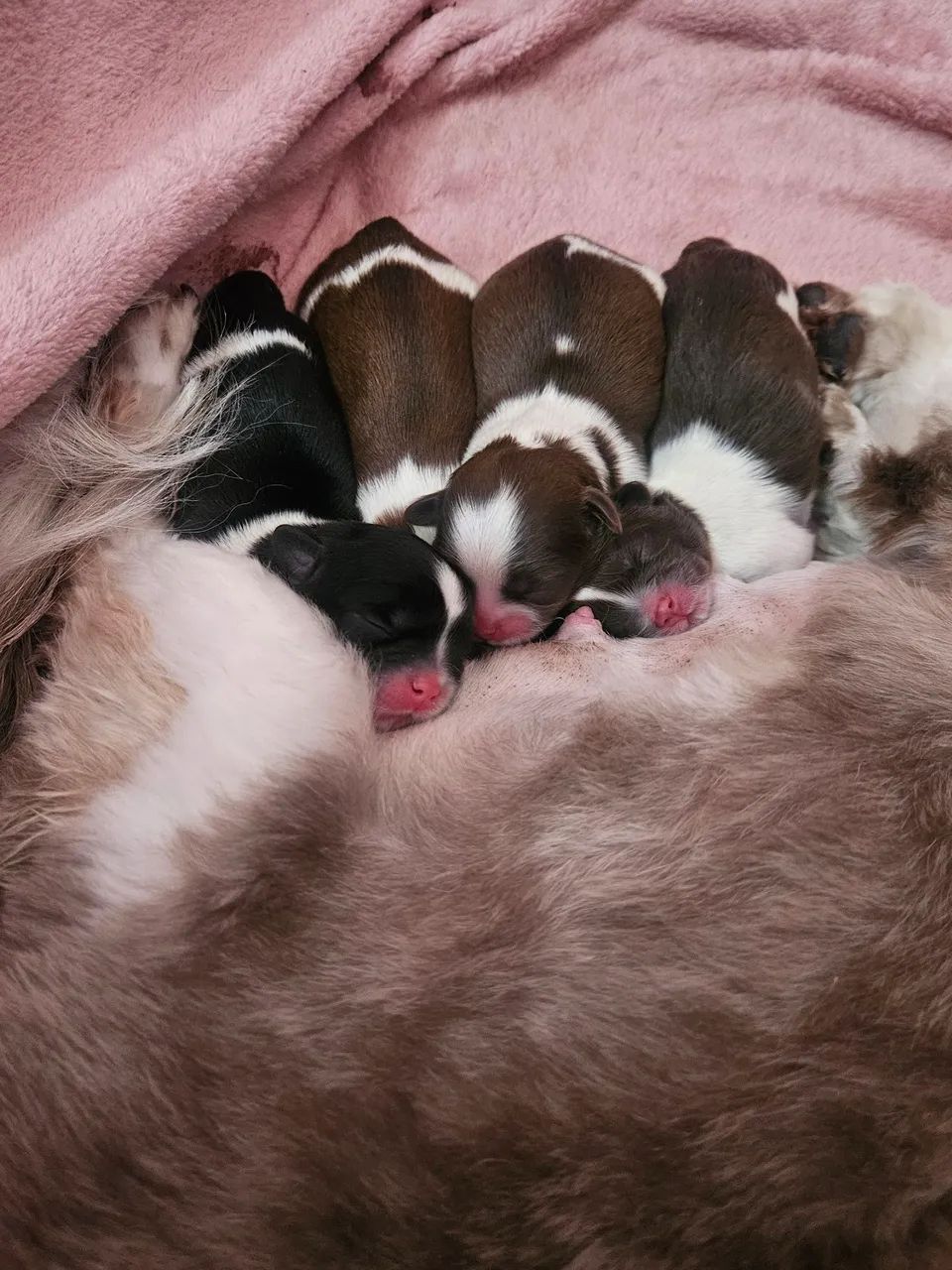 Filhotes De ShihTzu  - Foto 3