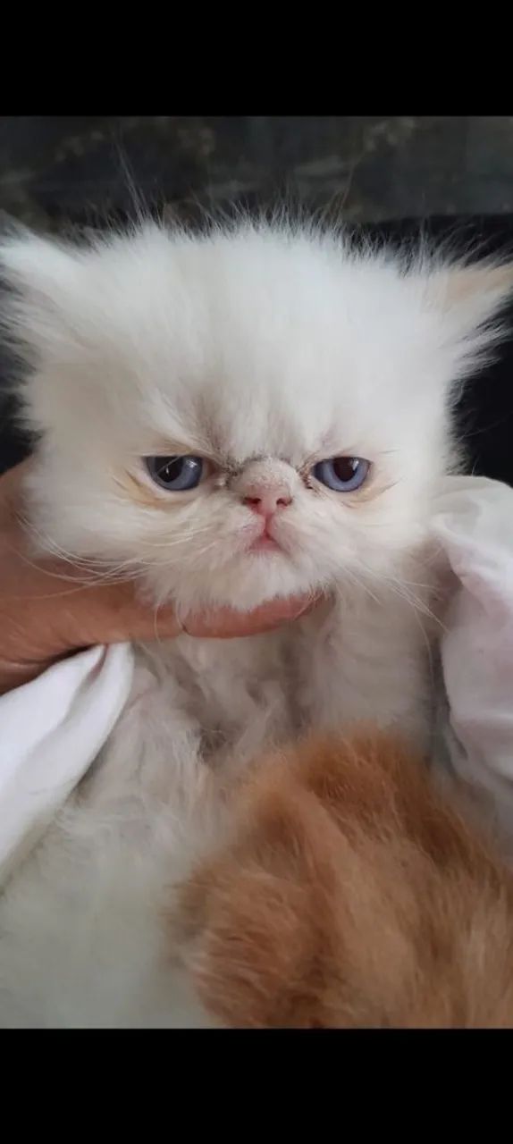 Vende filhotes de gatos  - Foto 2