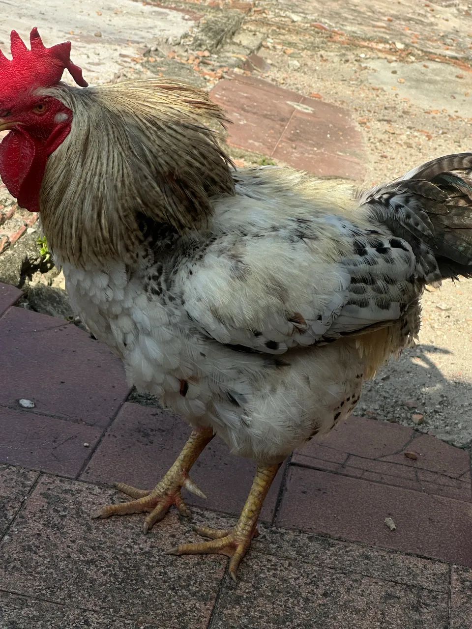 Galo  - Foto 2
