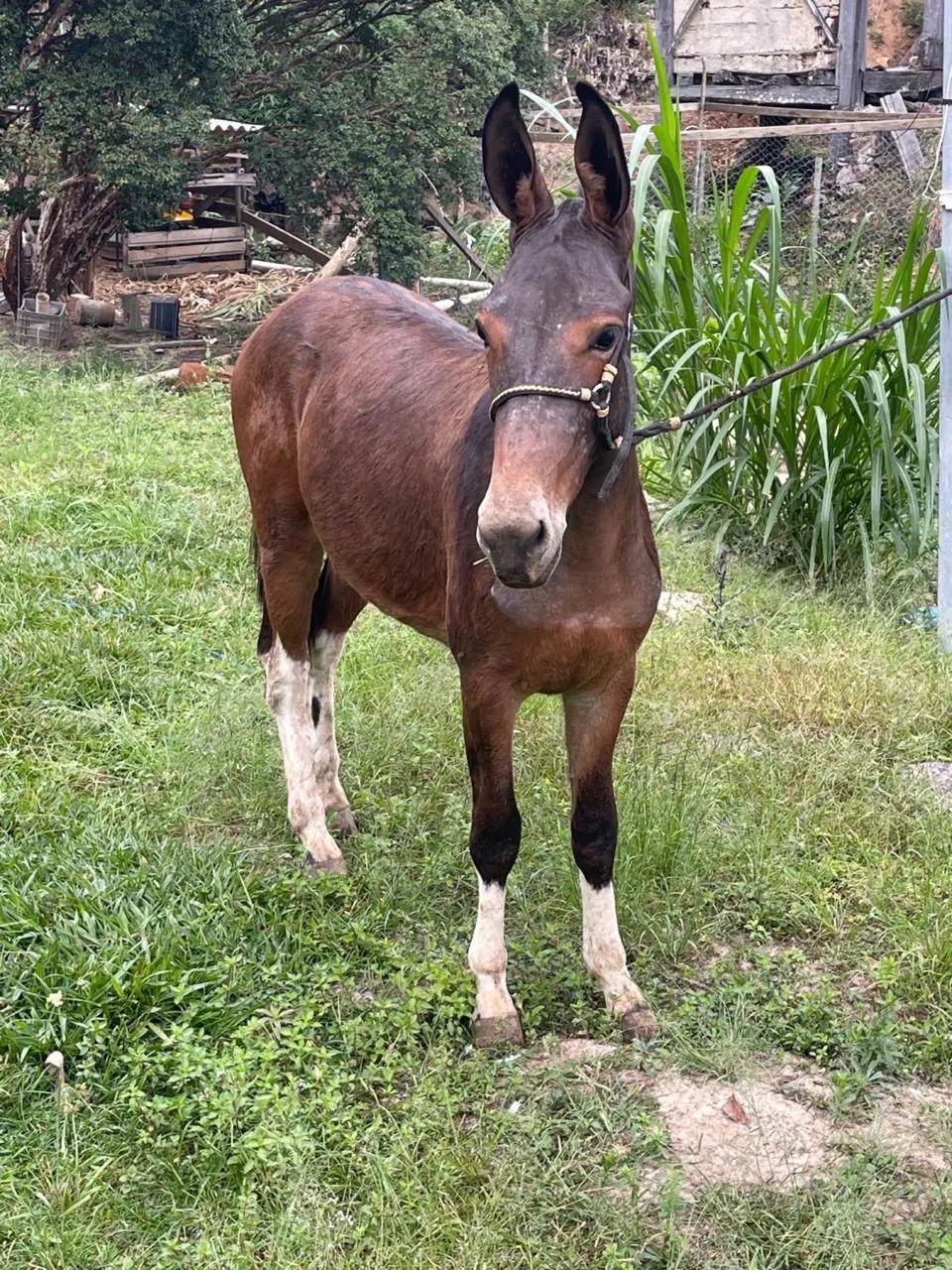 Avenda lindo burro filho de jumento pega em égua manga larga  - Foto 2