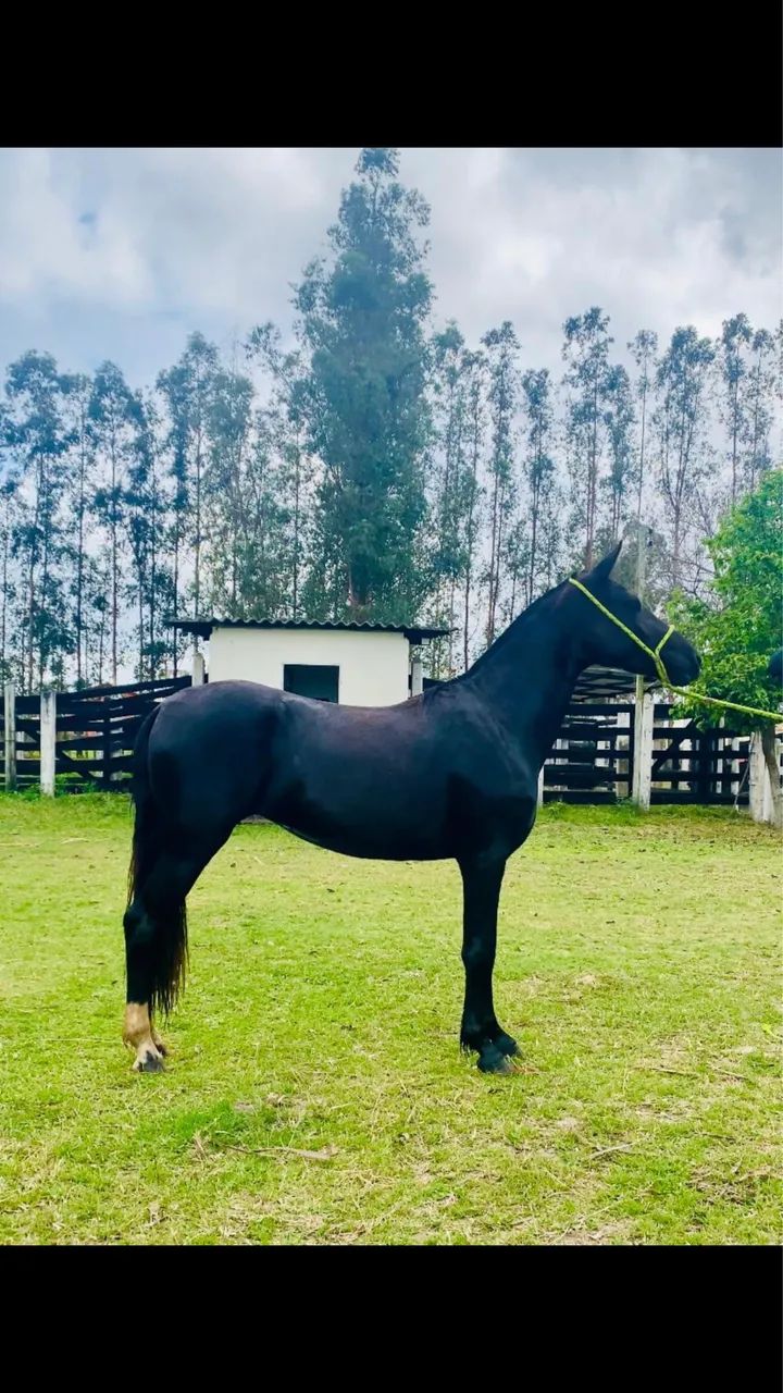 Potra mangalarga marchador registrada