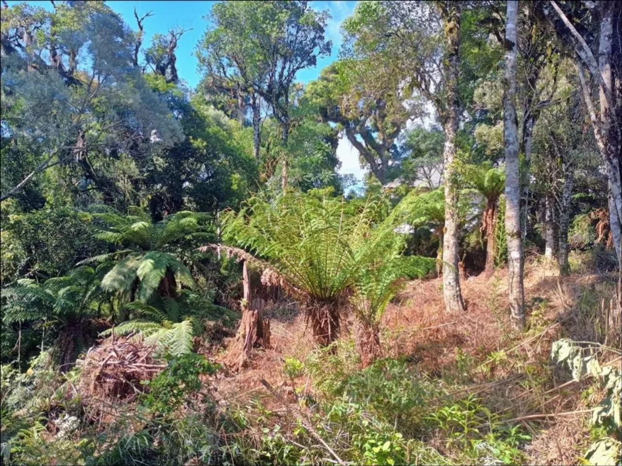 Terreno - Bairro Carniel - Foto 3