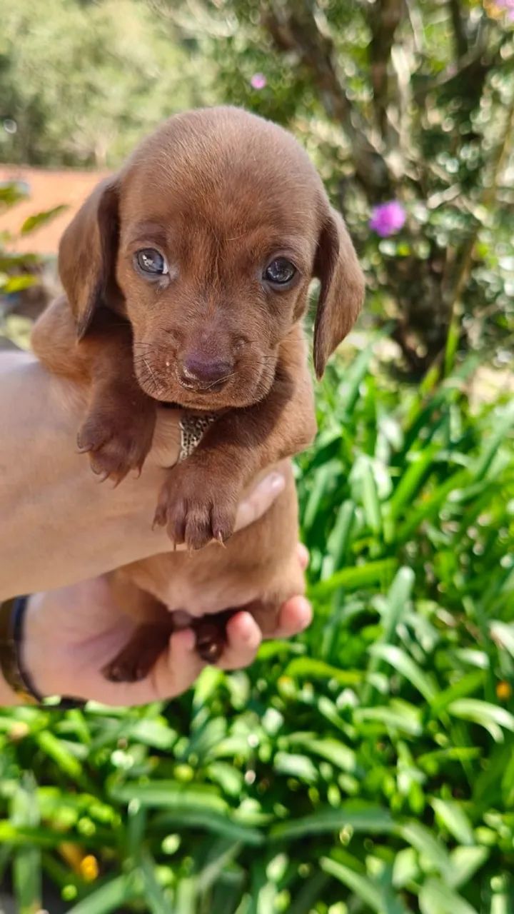 Dachshund Pelo curto - Foto 5