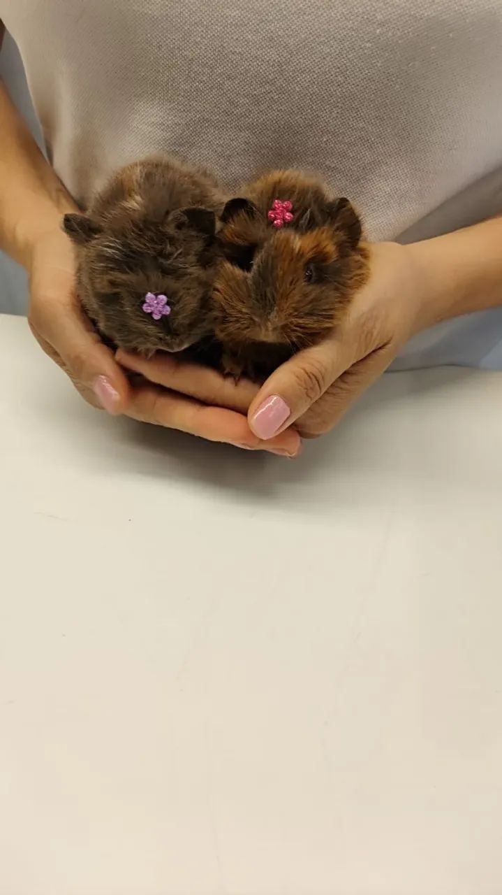 Filhotinhos de Porquinho da india - Foto 3