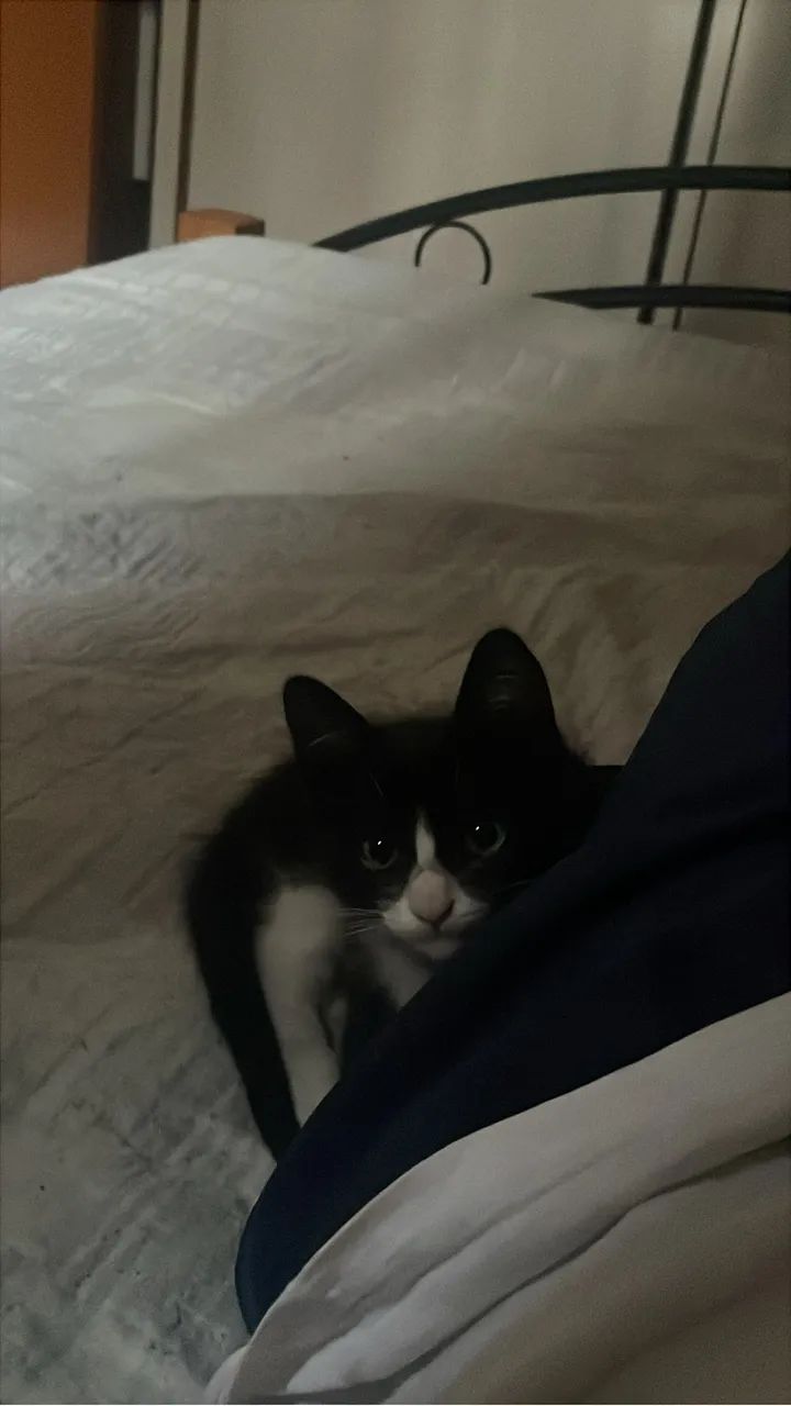 GATINHO FRAJOLA  - Foto 2