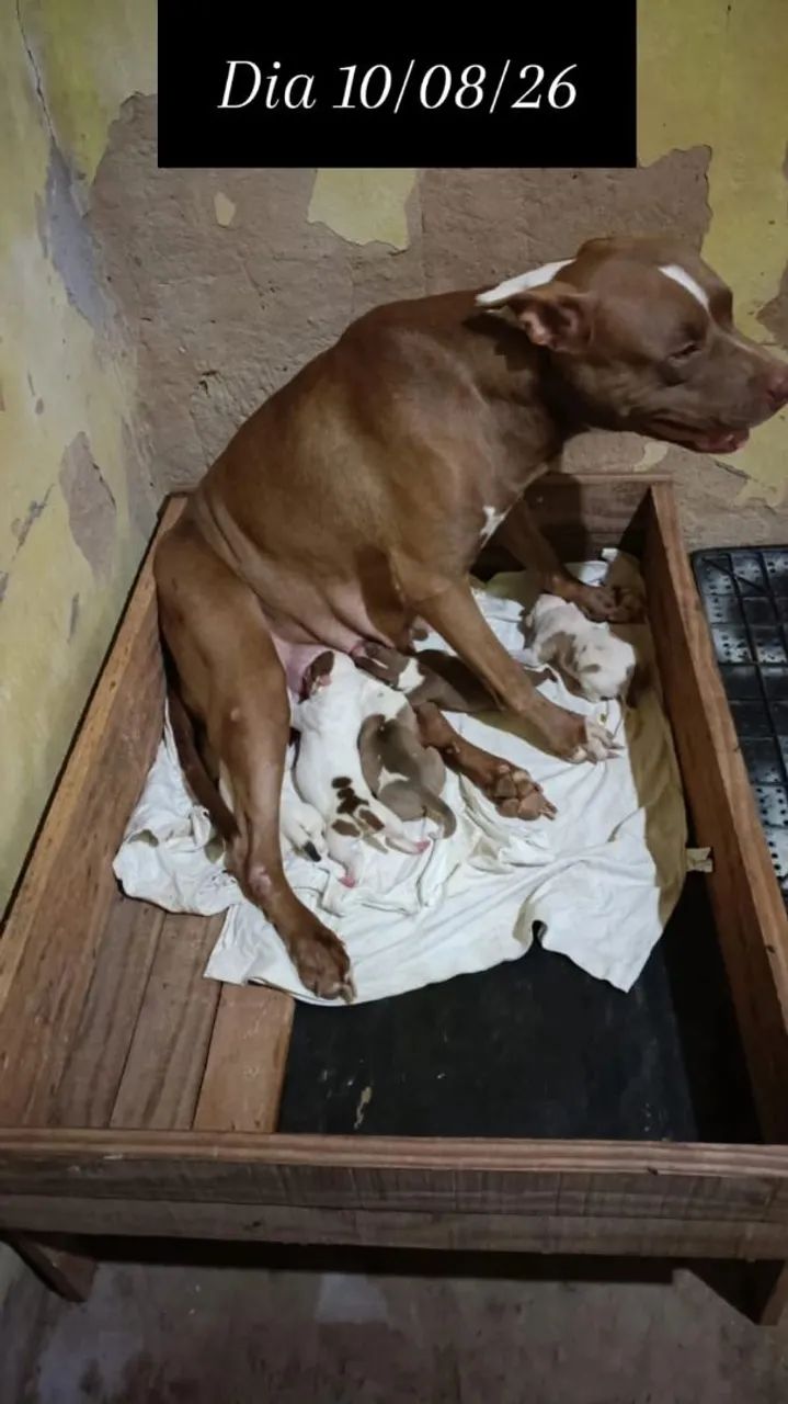 Pitbull  - Foto 3