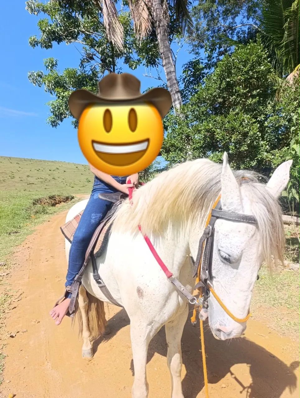 Cavalo  - Foto 2