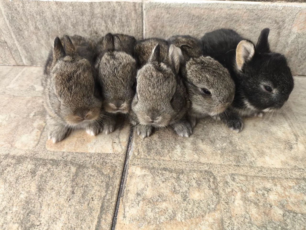 Mini coelho  - Foto 2