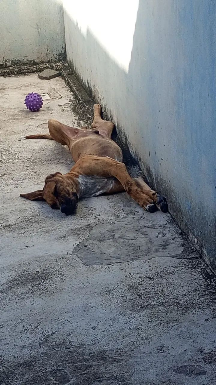 Doação  - Foto 3