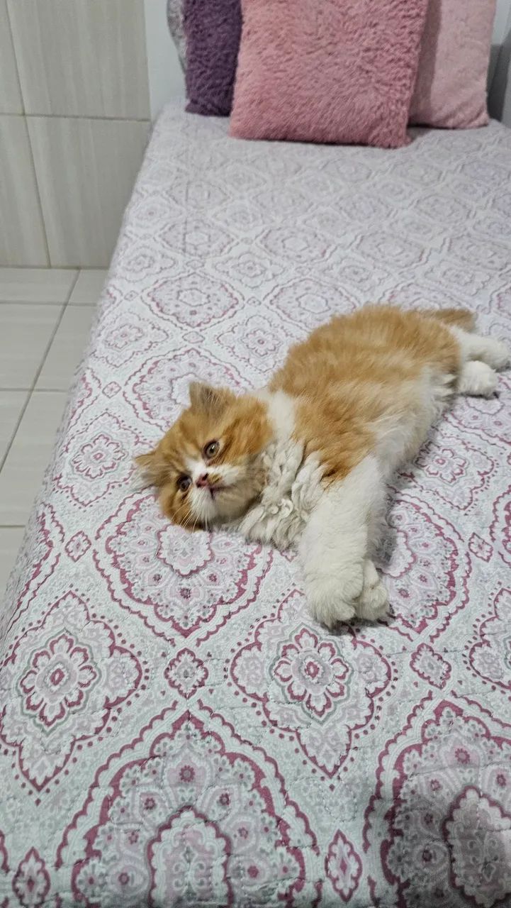 Gato persa ( macho) - Foto 3