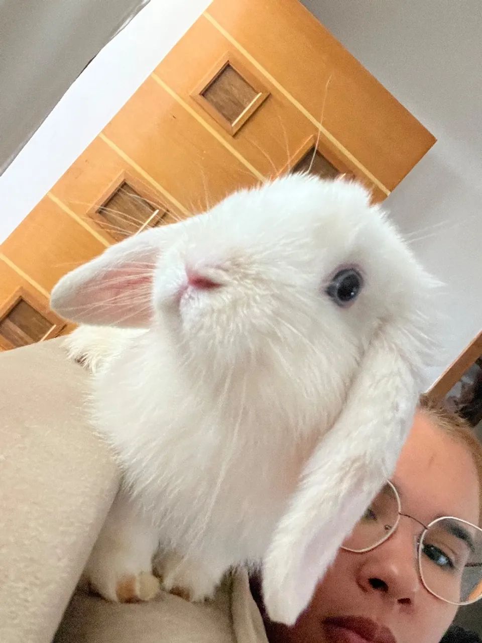 Coelho mini lop 