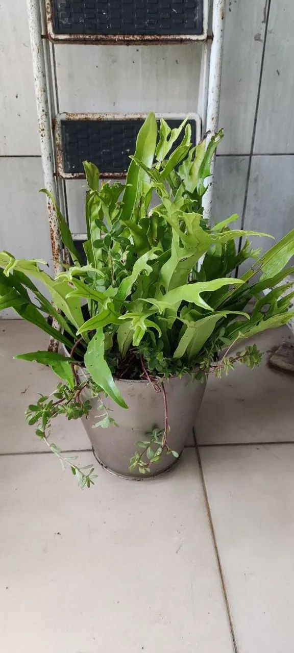 Plantas  - Foto 2