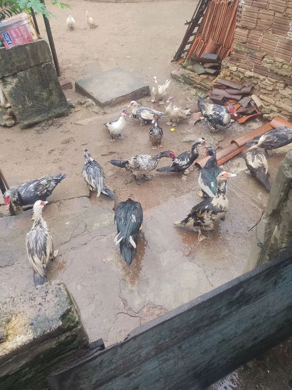 Pato - Foto 2