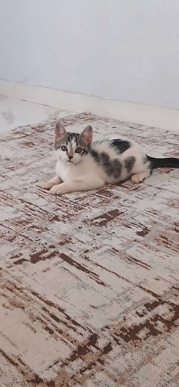 Gatos - Foto 3