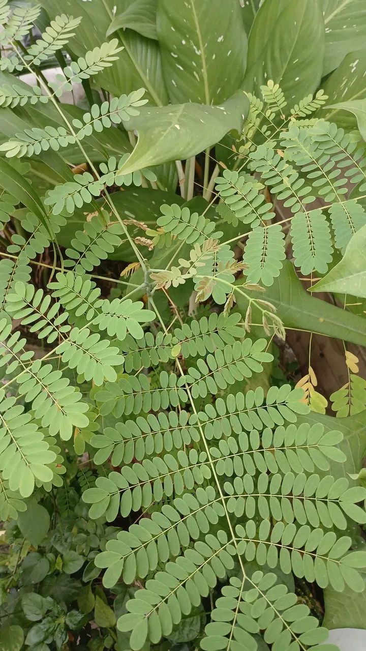 VÁRIAS OPÇÕES DE PLANTAS  - Foto 3