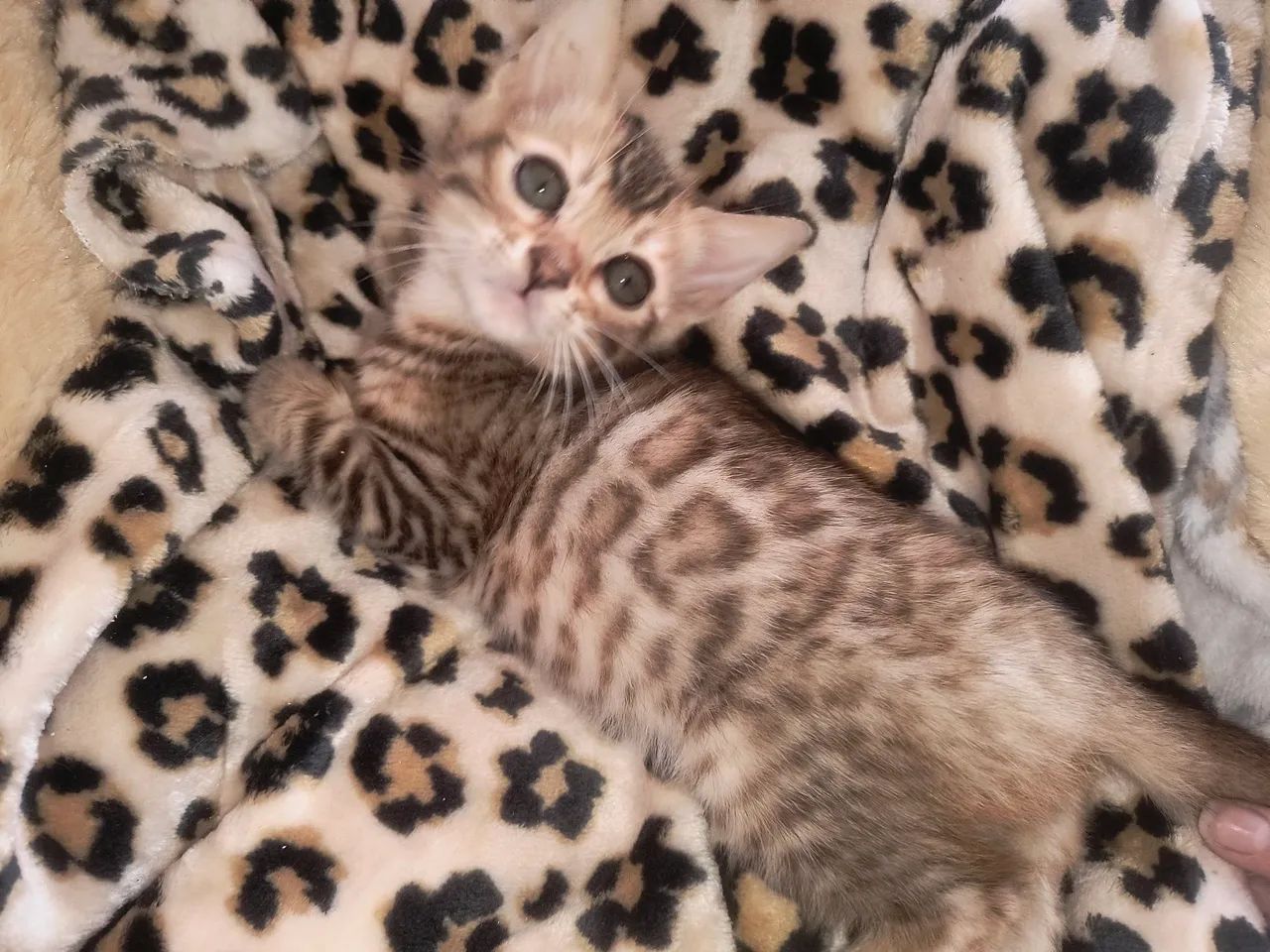 Bengal legítimo com PEDIGREE 