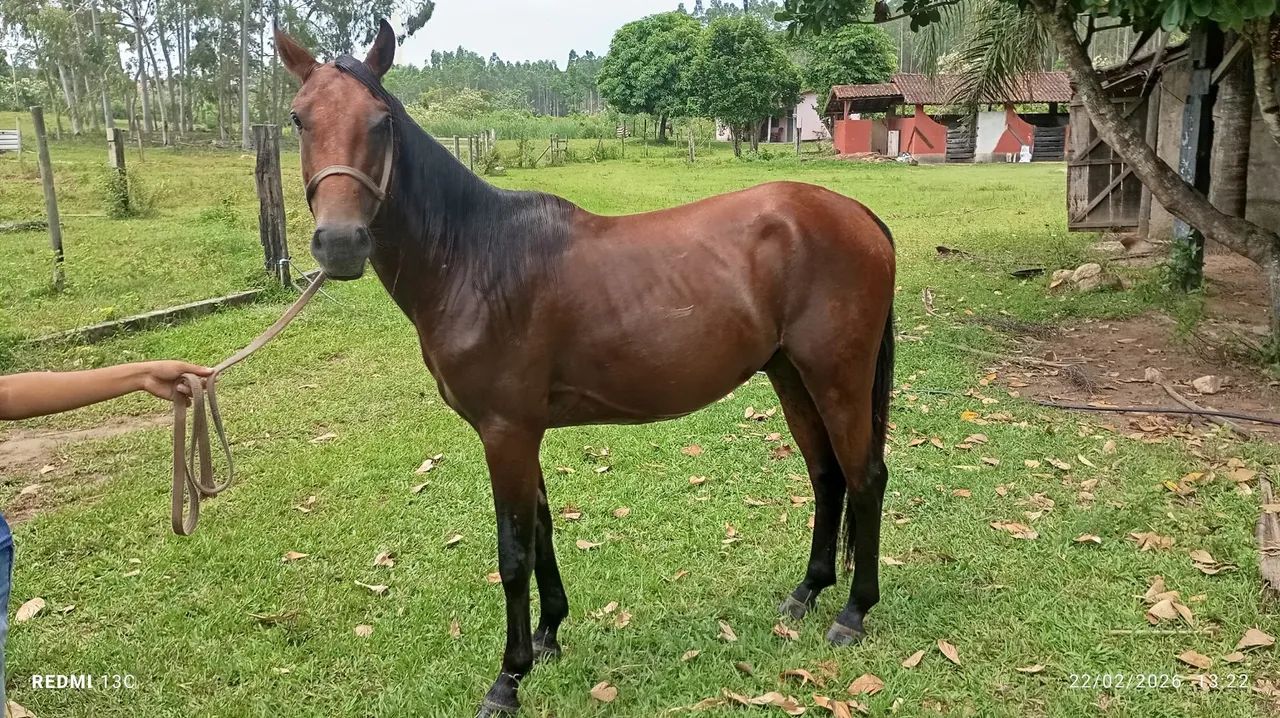 Vendo ou negocio - Foto 6