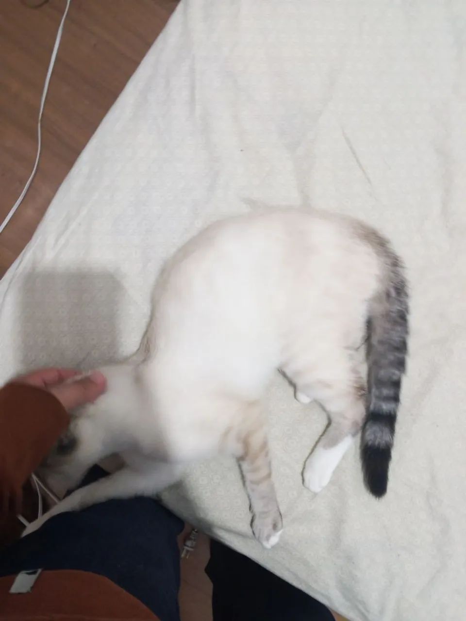 Doação de gatinha  - Foto 3