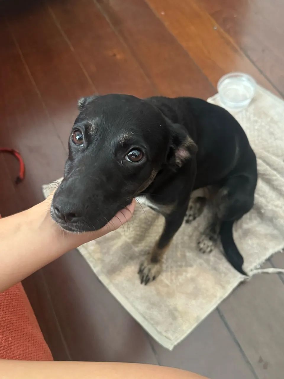Cachorro fêmea Dócil Adoção  - Foto 3