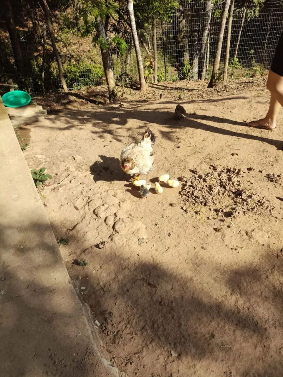 Galinha índia com pintinhos  - Foto 4