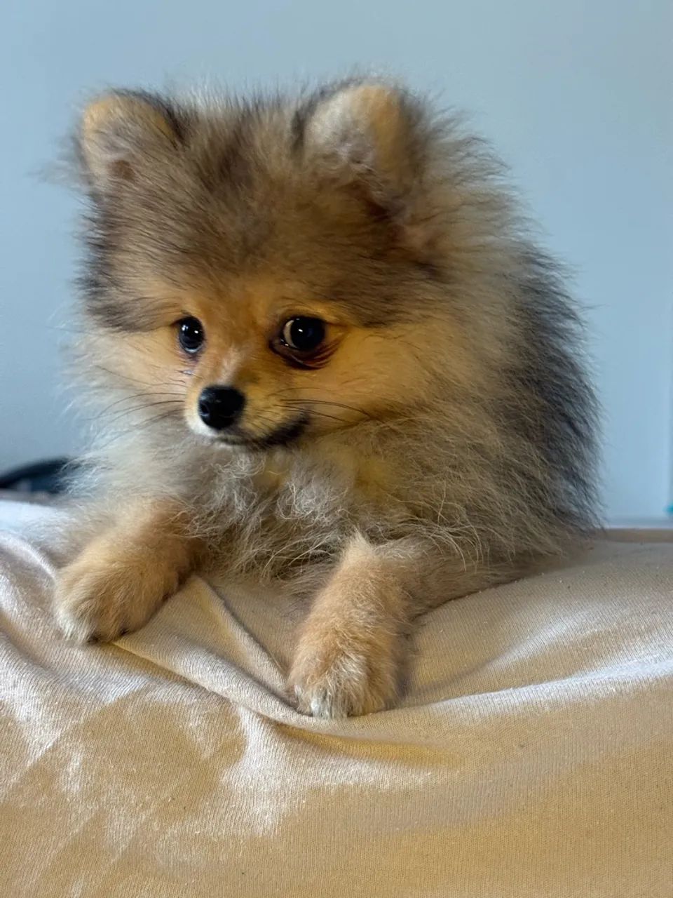 SPITZ ALEMÃO FILHOTE  - Foto 5