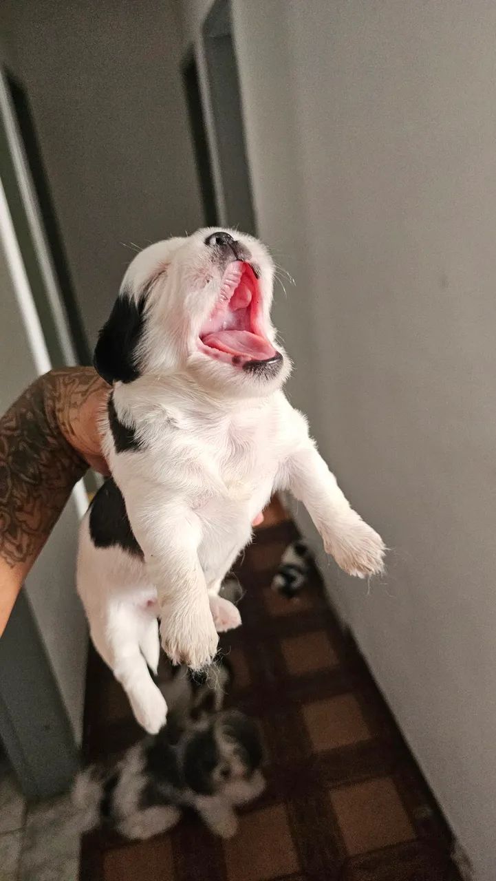FILHOTE DE SHIHTZU  - Foto 4