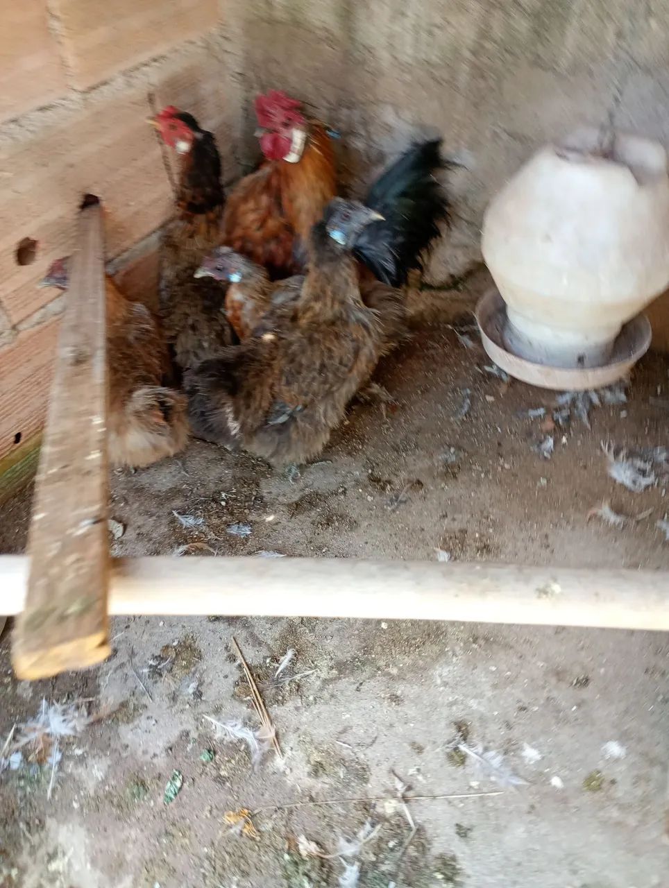 Galinhas sedosas - Foto 3