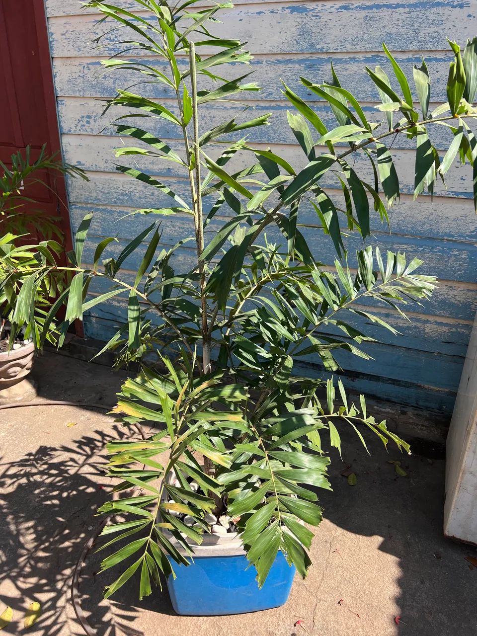 Plantas a venda  - Foto 4