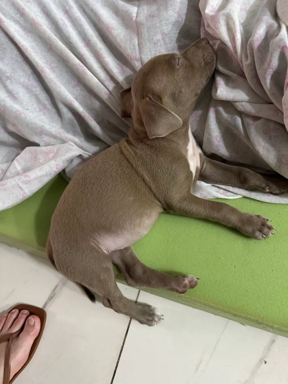 Vendo Pitbull Monster