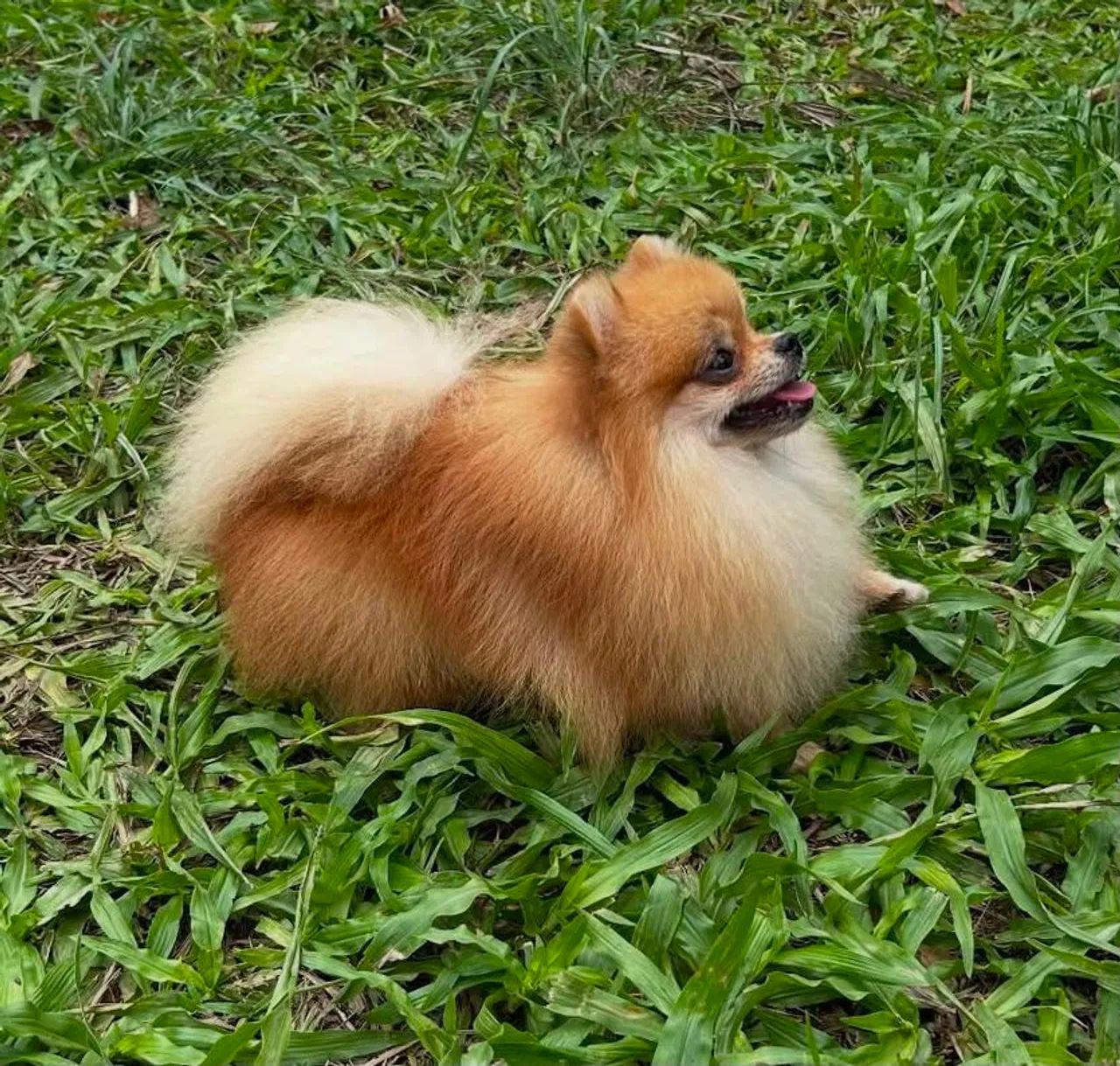 Spitz alemão  - Foto 3