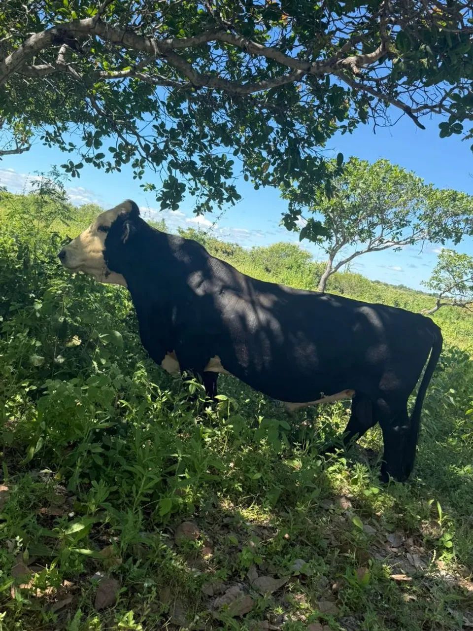 Vendo mini Toro e mini vacas  - Foto 4