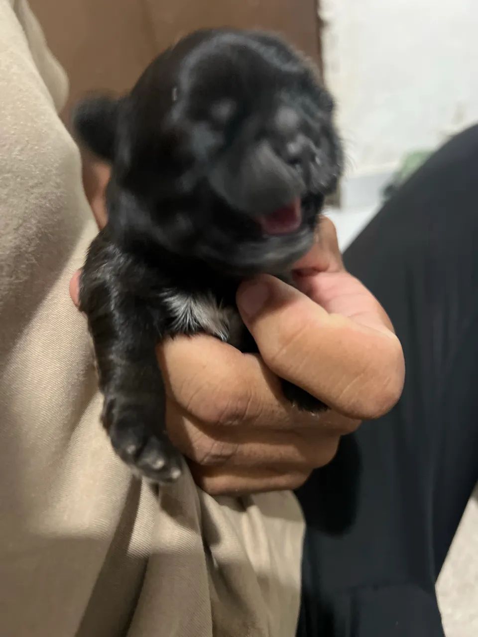 Shih tzu - Foto 3
